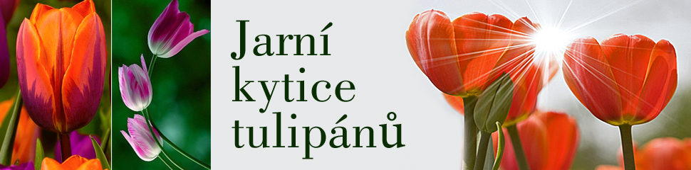 tulipány